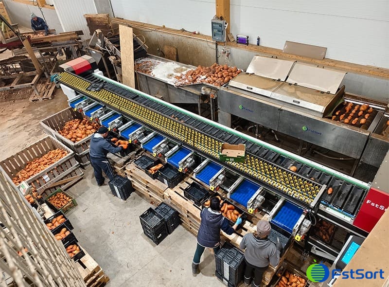 images/1739011771923sweet potato grading packing machine.jpg